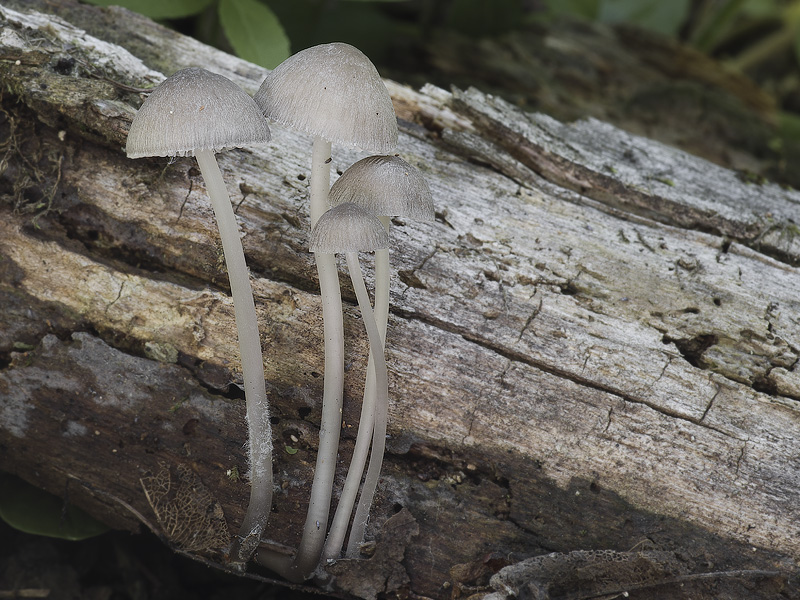 Mycena abramsii